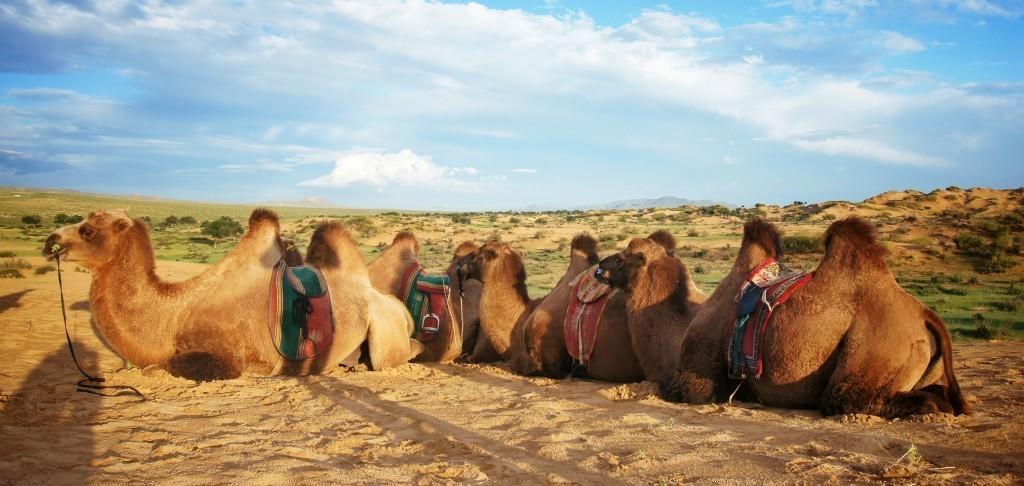 Majestic Gobi Tour Operator And Guest House Ulaanbaatar Luaran gambar